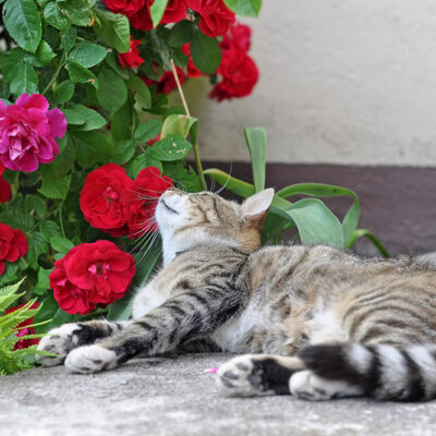DIY Remedies to Treat Plant Toxicity in Cats