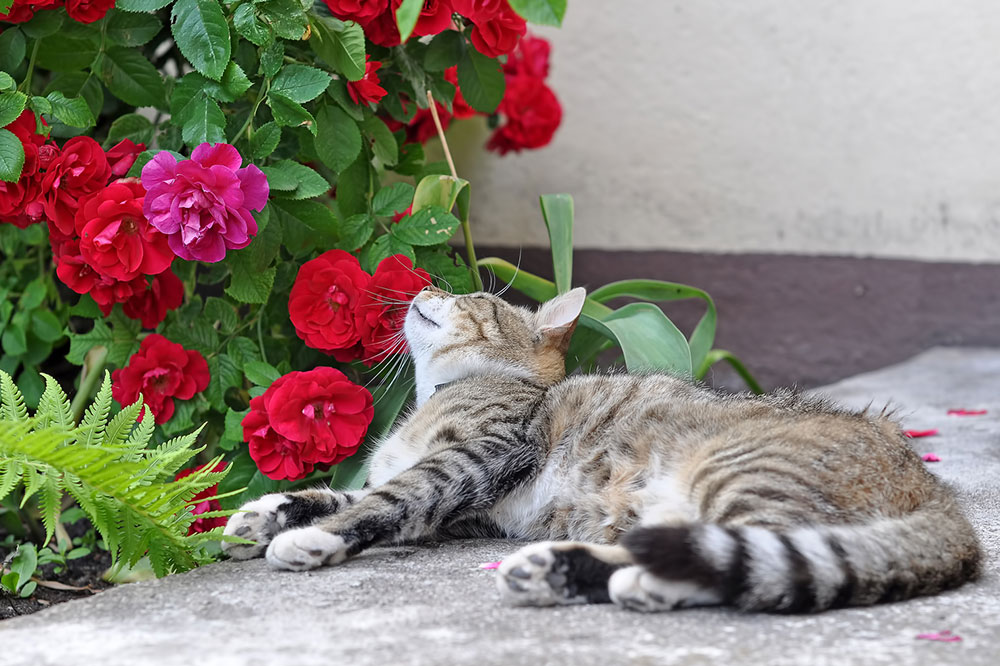 DIY Remedies to Treat Plant Toxicity in Cats