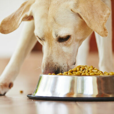 How to Treat Food Allergies in Dogs