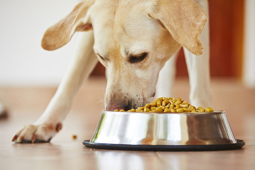 How to Treat Food Allergies in Dogs