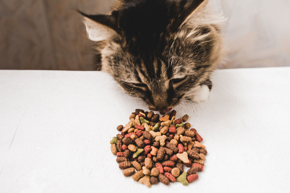 Premium Cat Treat Brands to Choose for Optimal Health