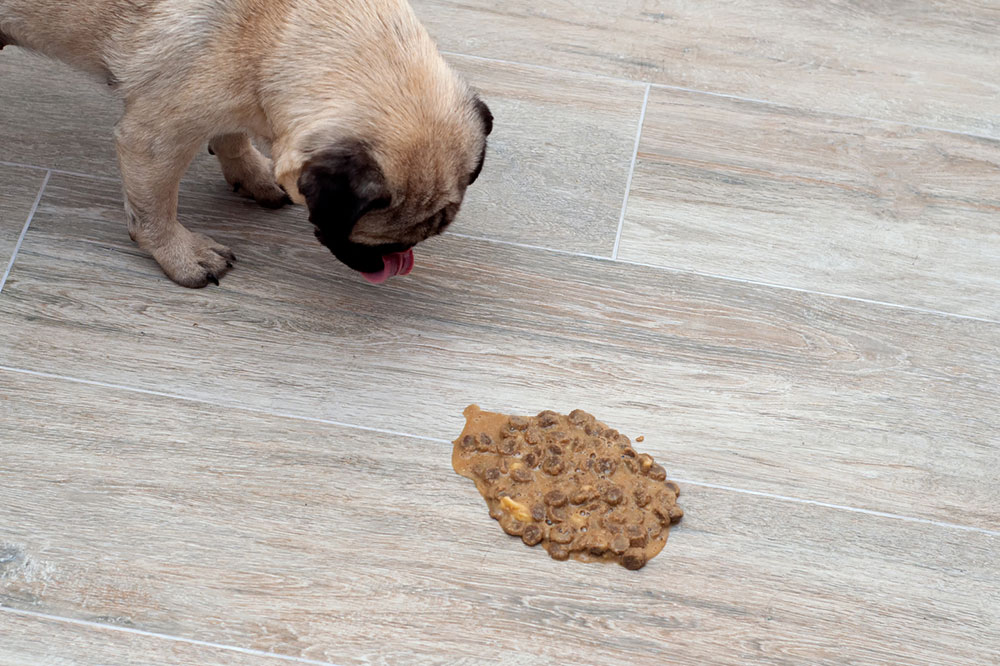 The Common Symptoms of Food Toxicity in Pets